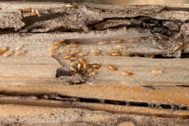 Spider Control Near Me in Montpelier, IN